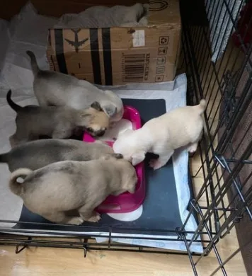 Little Chihuahua Litters