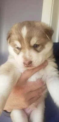 Rehoming Siberian Husky.