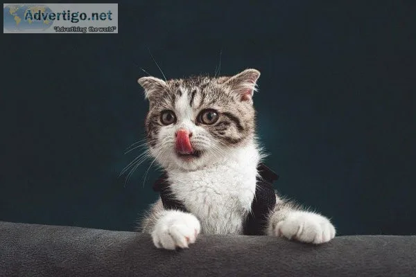 TREAT YOUR FELINE FRIEND FOR NATIONAL PET MONTH