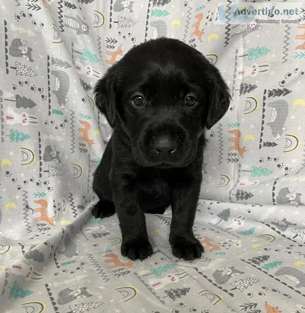 AKC Lab Puppies