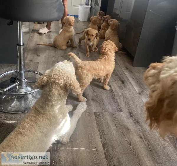 GOLDENDOODLE PUPPIES