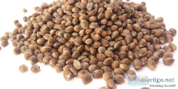 How to buy seeds online: a helpful guide?