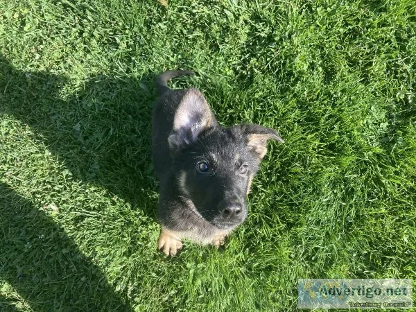 German shepherds