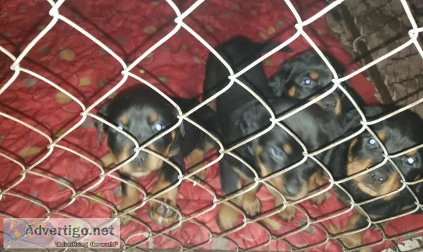 Puppies