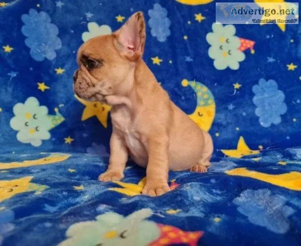 Akc registered french bullsog