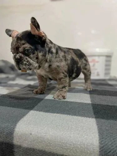 10 weeks old, french bulldog ready to join your family