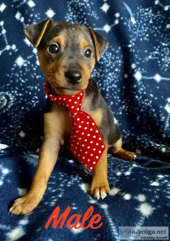 mini pinscher mix puppies