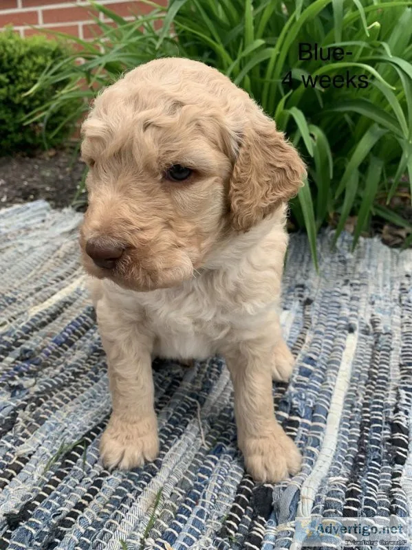 Goldendoodle Puppies