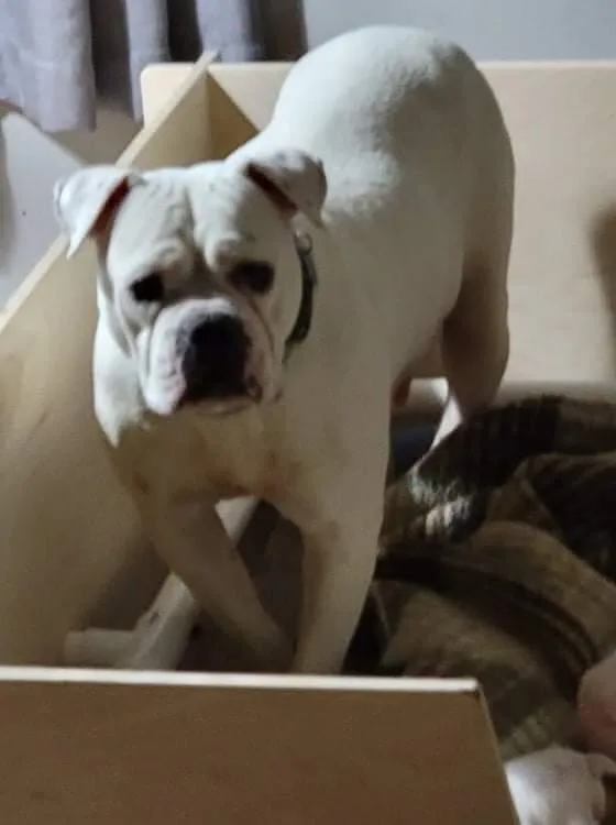 American Bulldog Tipsy