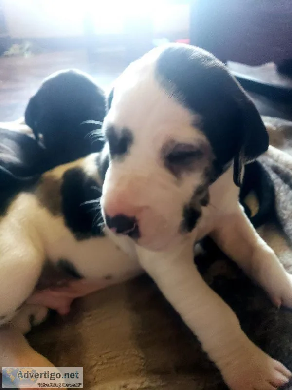 Great Dane puppies