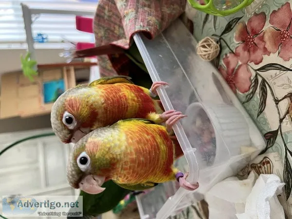 Baby green cheek conures
