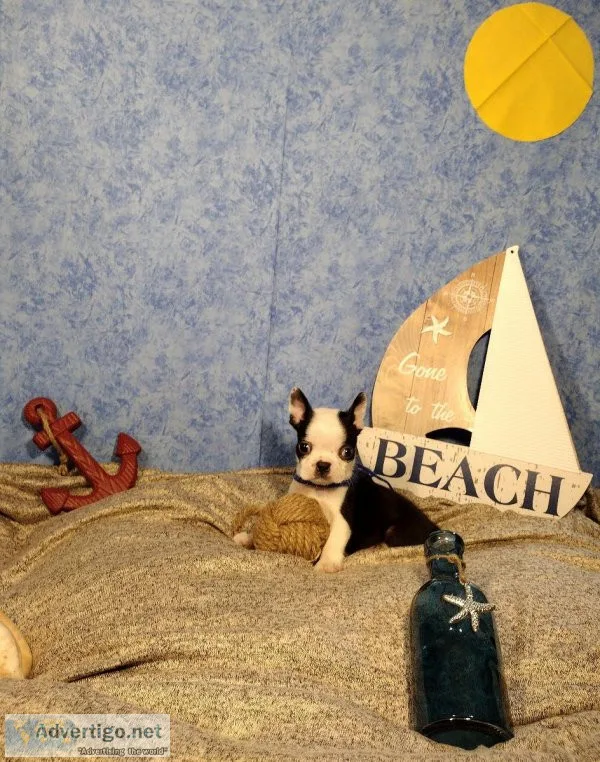 Tiny Boston Terrier (Oreo)