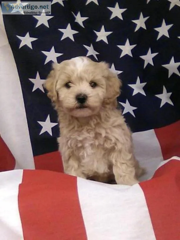 Rusty Maltpoo