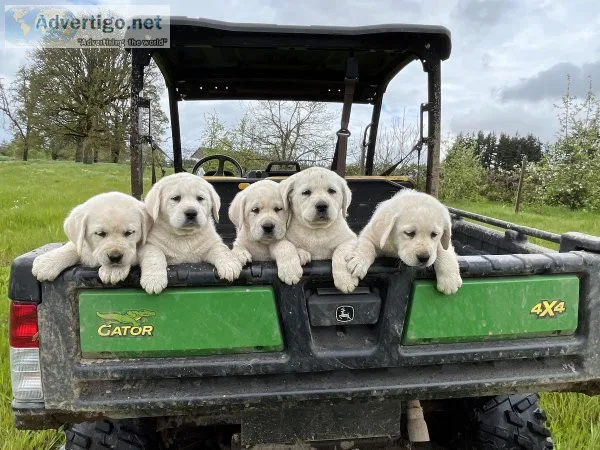 English Labrador puppies