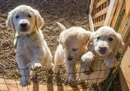 New Puppies