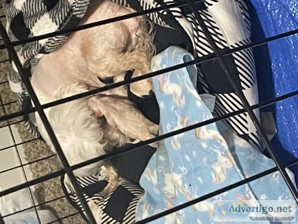 Maltese puppies 55