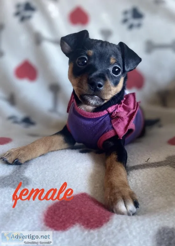 miniature pinscher mix puppies