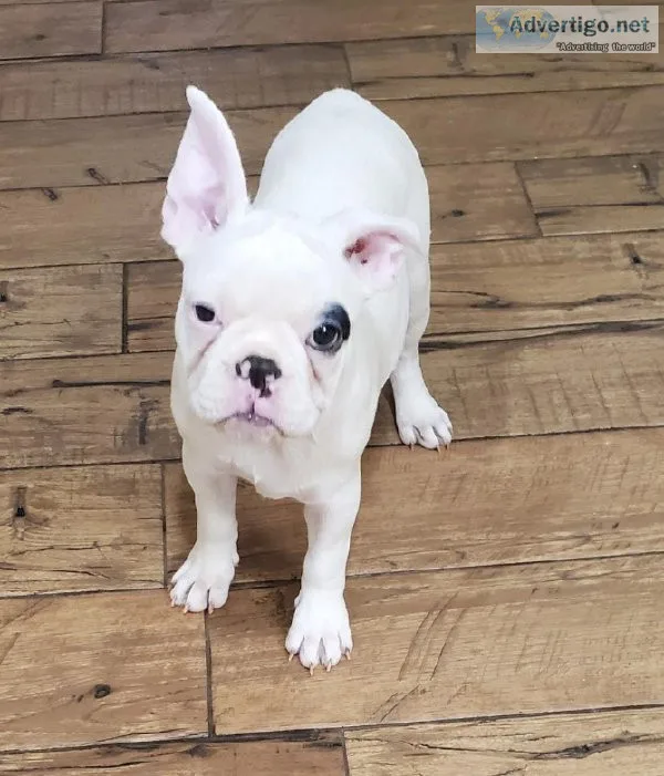 French bulldog puppies for sale
