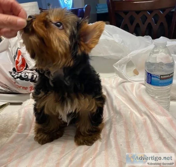 Yorkshire Terrier