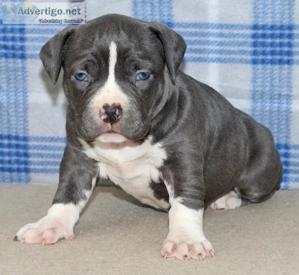 My Ultimate Blues Pitbulls Puppies