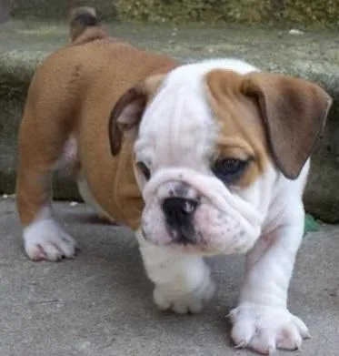 Well Trained English Bulldog Puppies