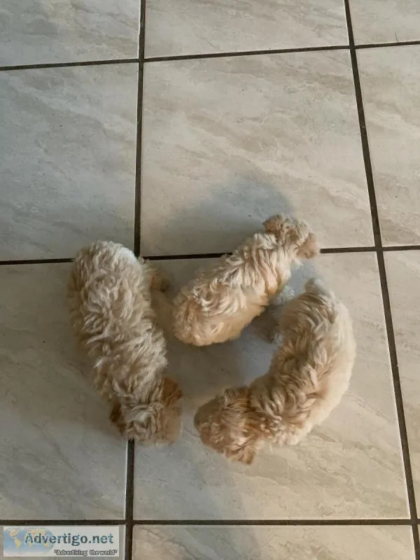 Poodle Puppies