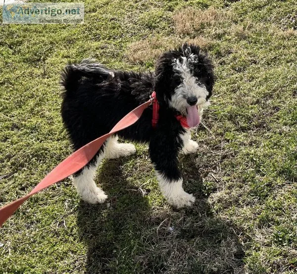 F1b bernedoodles