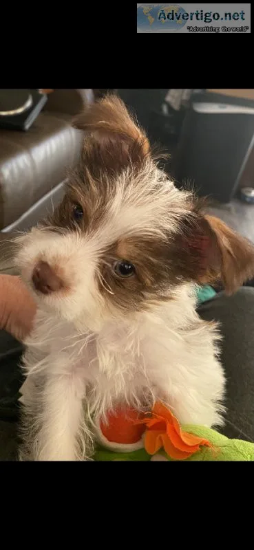 AKC Yorkshire Terrier