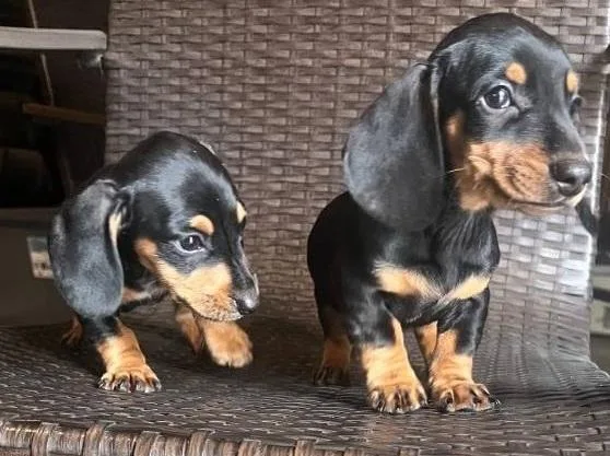 tidy Miniature Dachshund