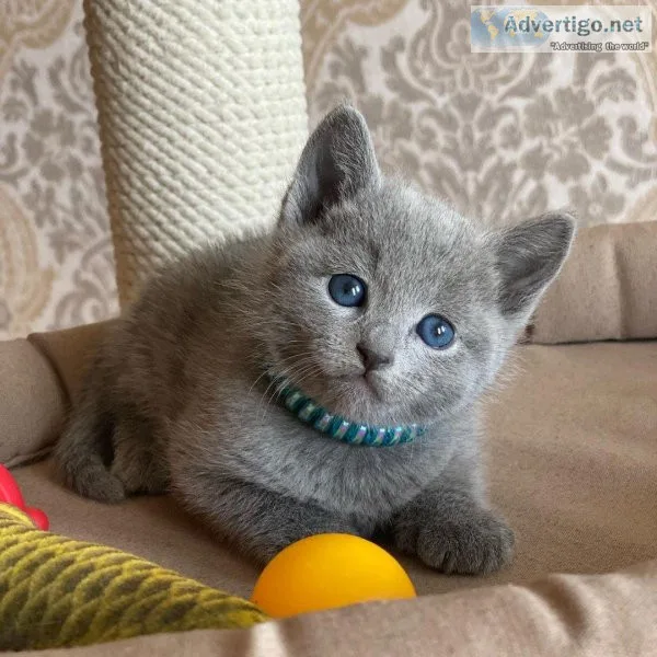%100Allergy Free Russian Blues3Kittens
