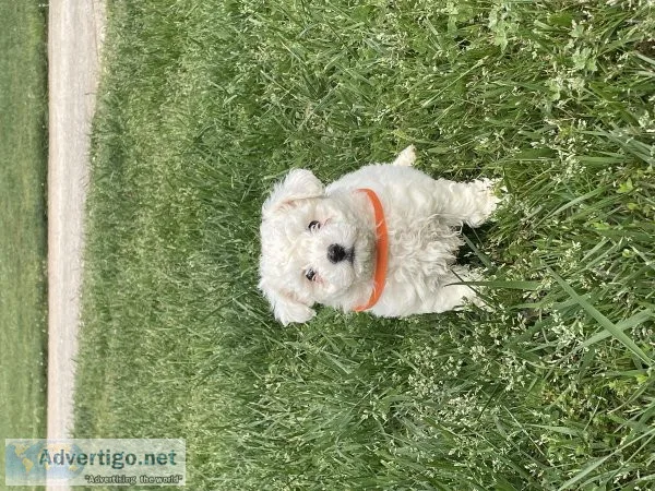 Bichon Frise puppies for sale