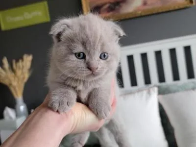 PureBred Scottish fold