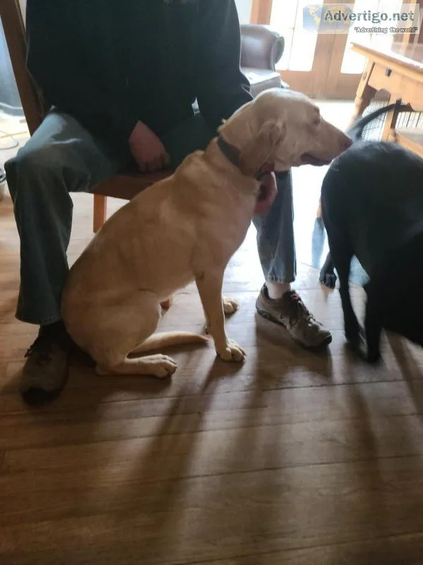 AKC American Yellow Lab