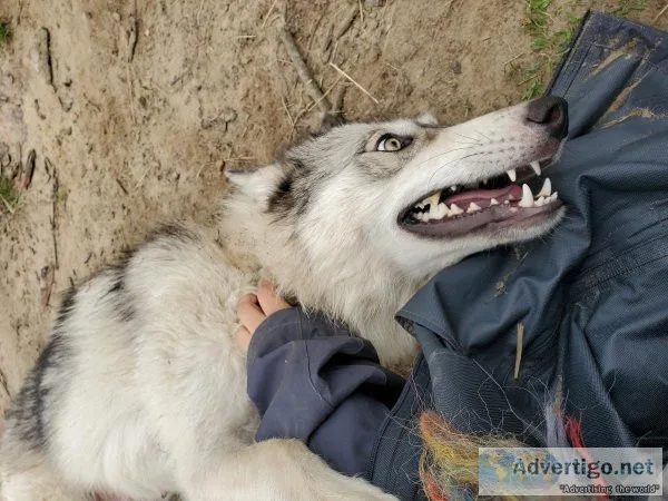 Year old wolfdogs