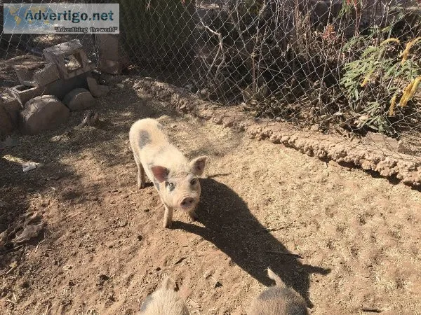 Potbelly pig