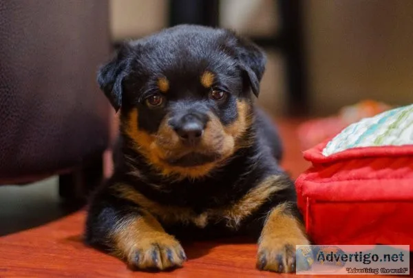 Rottweilers AKC