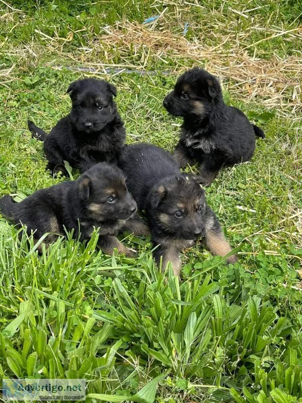 German Shepherd Puppies