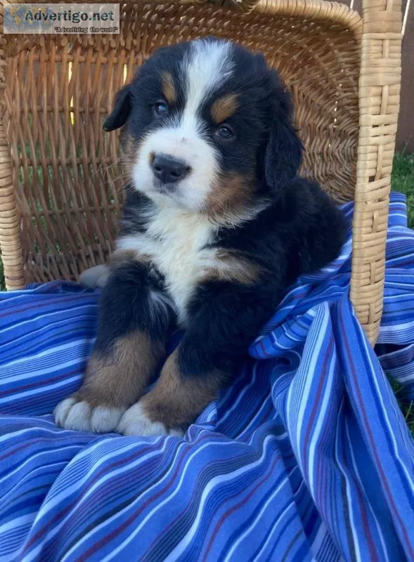 Cute Bernese Mountain Dog Pups.