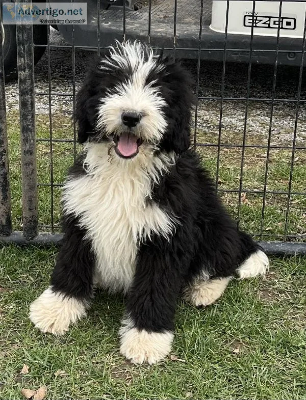 Bernedoodles large
