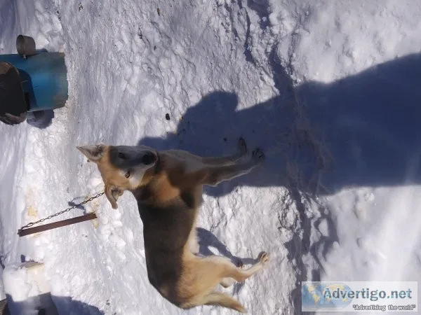 Alaskan Husky adults