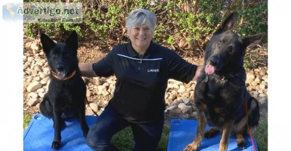 Sit means sit cibolo dog training