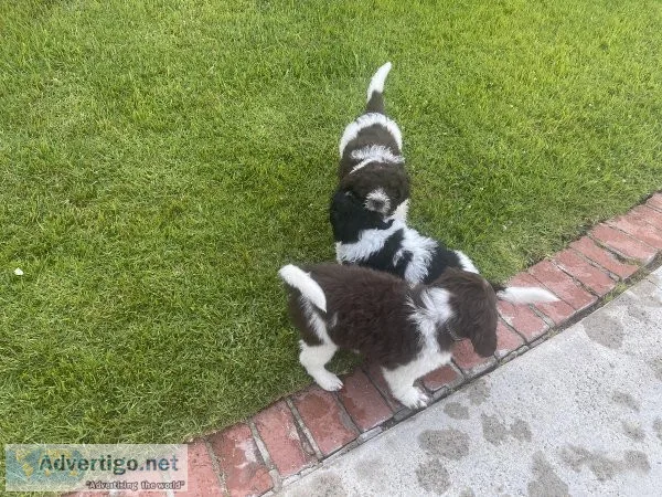Pet Transport services relocation