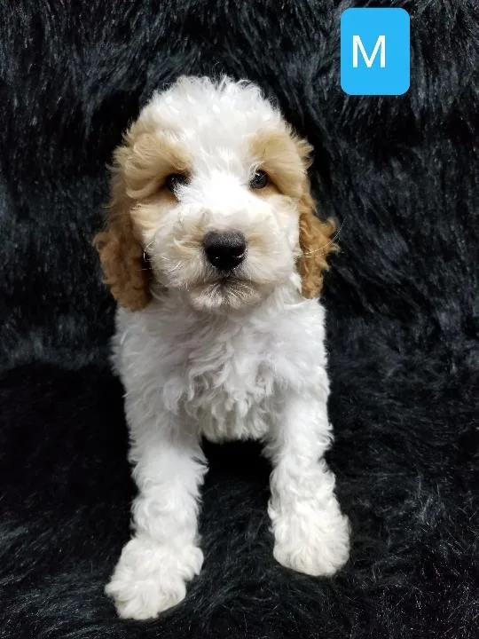 GoldenDoodle Mini