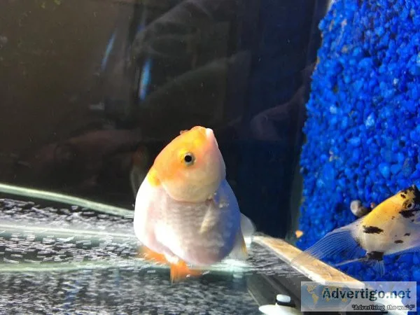 Fancy Ranchu goldfish