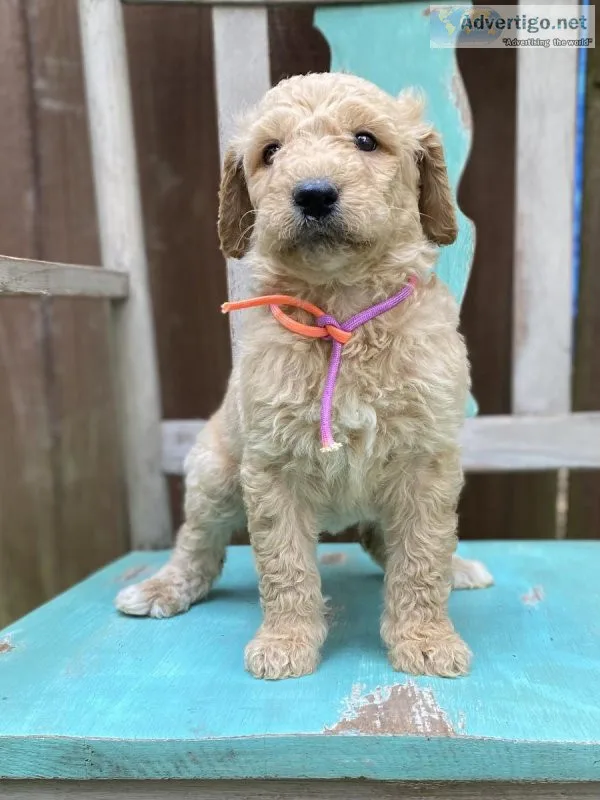 F1B Goldendoodles