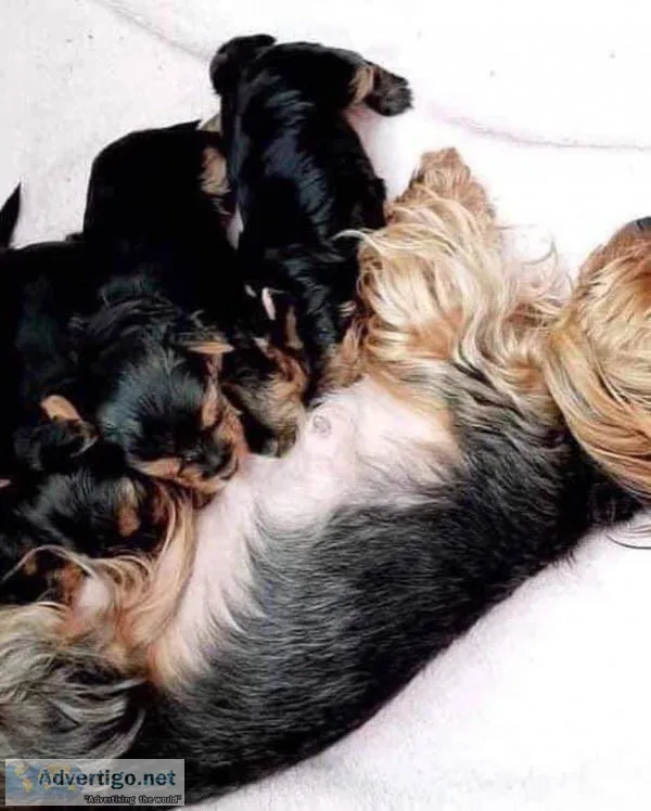 Yorkies