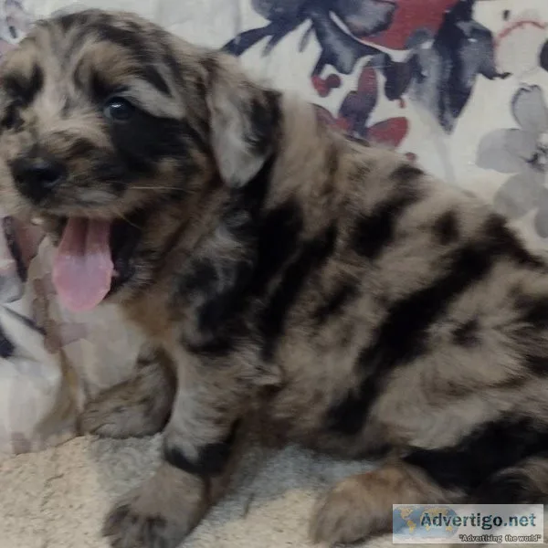 Gorgeous Male Aussiedoodle Puppies.Stormy