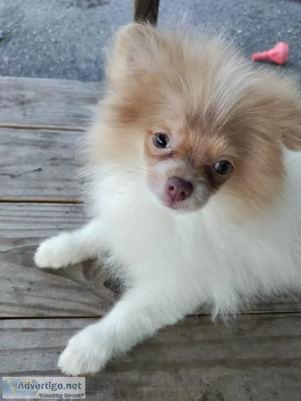 Stunning Female Pomeranian Puppy