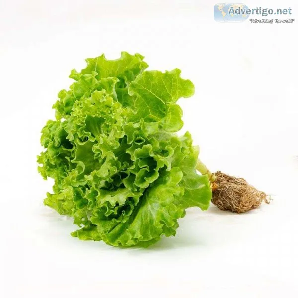 5 nutrient mixes for hydroponic lettuce