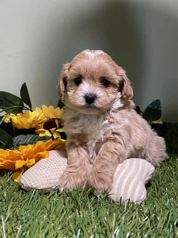Denali shihpoo